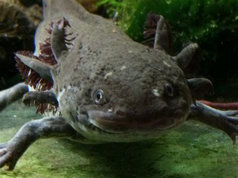 Dwarf Axolotl Water Critters