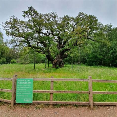 The Major Oak Robin Hoods Tree Located In Sherwood Forest Flickr