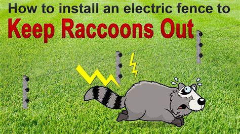 How do you keep raccoons out of your yard? Keep Raccoons Away. How to Keep Raccoons Out From Your ...
