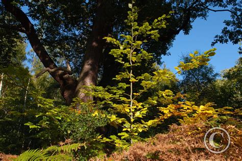 Beech Sapling And Mature Oak In Autumn Burnham Beeches Trees And Woodland Photography By