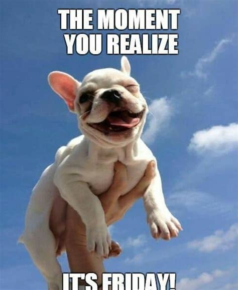 Here's the best collection of friday meme that makes you feel good. 50+ Funniest French Bulldog Memes | Guaranteed LOL ...