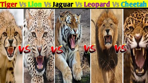 Tiger Vs Lion Vs Jaguar Vs Leopard Vs Cheetah 5 Big Cats Comparison