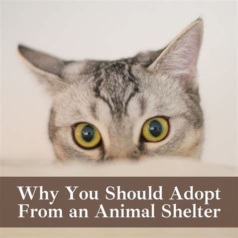 11 Great Reasons To Adopt A Pet From A Shelter Pethelpful