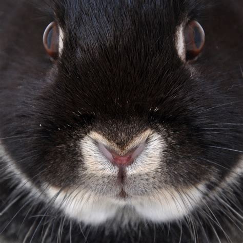 Find images of bunny face. The Penny Drops: September's 7-Vignettes