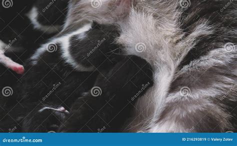 Small Breast Kittens Suck Their Mother S Milk From The Breast The