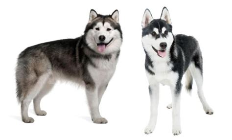 Differences Between The Alaskan Malamute And The Siberian Husky