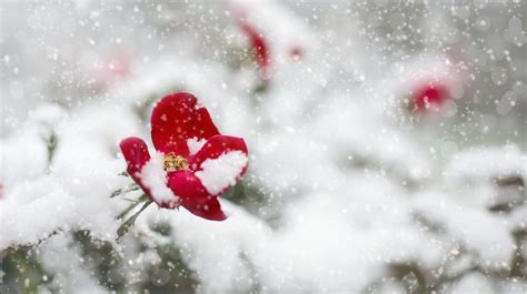 The 10 Best Winter Flowers That Bloom In Wintertime