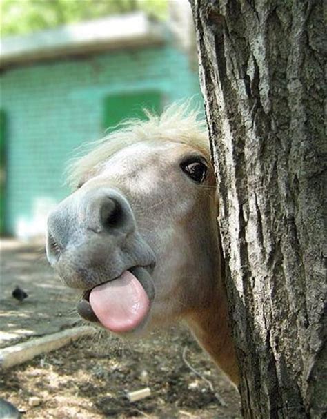 😃😃😃 Funny Horses Funny Animals Funny Animal Pictures