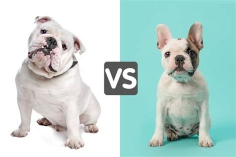 English Bulldog Vs French Bulldog Which Is Right For You 2024