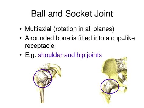 The ball and socket joint is a revolute pair which allows spherical movement about any axis passing through the center of the ball. PPT - Joints of the Human Body PowerPoint Presentation ...