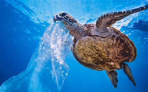 Sea Animals Covered In Plastic