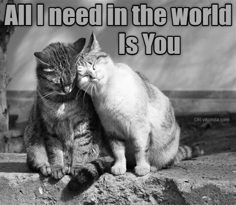 Happy Valentines Day Cats Funny Cat Memes I Love Cats