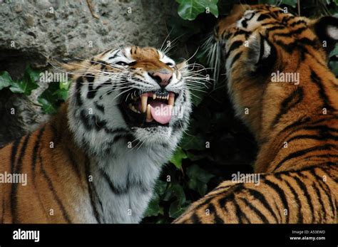 Two Siberian Tigers Panthera Tigris Altaica Baring Teeth Stock Photo