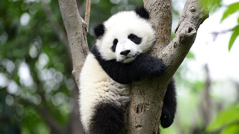 During This Week From Hell Enjoy Some Good News About Pandas Mother