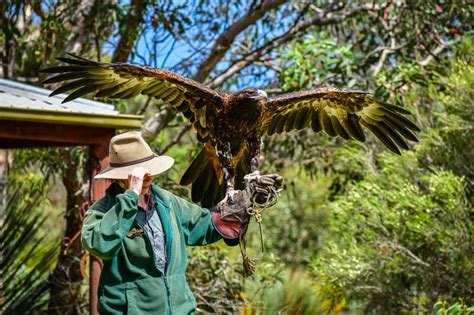 See Spectacular Birds In Flight At Raptor Domain In 2021