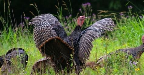 Aggressive Wild Turkeys Take Over Connecticut Town
