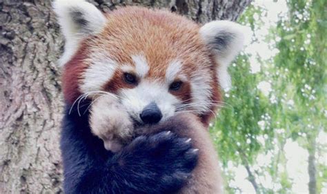 Adorable Pictures Rare Red Pandas Baby Bliss Nature