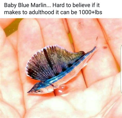 Pin By Melanie Jenkins On Amazing Creatures Fish Pet Blue Marlin Pets