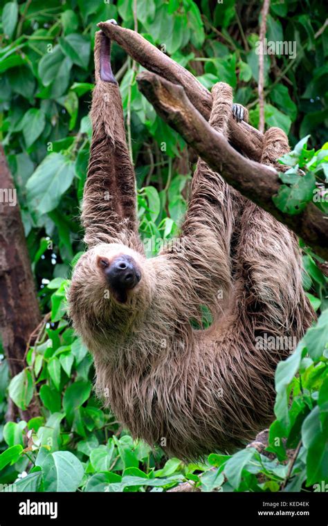 Linnaeuss Two Toed Sloth Choloepus Didactylus Captive Occurrences