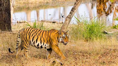 Pench National Park Pench Tiger Reserve Madhya Pradesh India