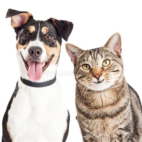 Happy Dog And Cat Together Closeup Stock Image Image Of Together