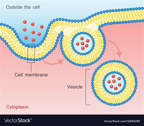 Endocytosis Vesicle Transport Cell Membrane Vector Image