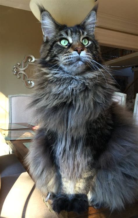 Welcome To Travel With Us On A Journey Down Maine Coon