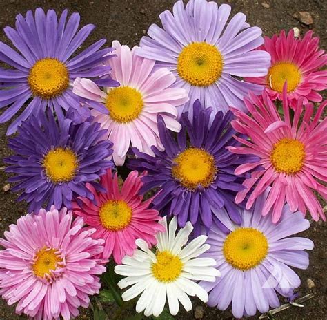 Usa Seller Single Mixed Giant Asters 50 Seeds