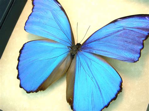 Morpho Didius Giant Blue Morpho Butterfly Framed Taxidermy