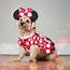 Disney Dog Costumes For A Magical Halloween