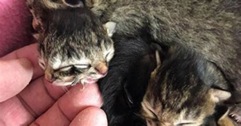 Mutant Kitten Born With Two Faces And Eats From Different Mouths