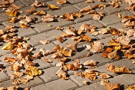 Autumn Leaves Lie On The Pavement Stock Photo Image Of Road Autumn