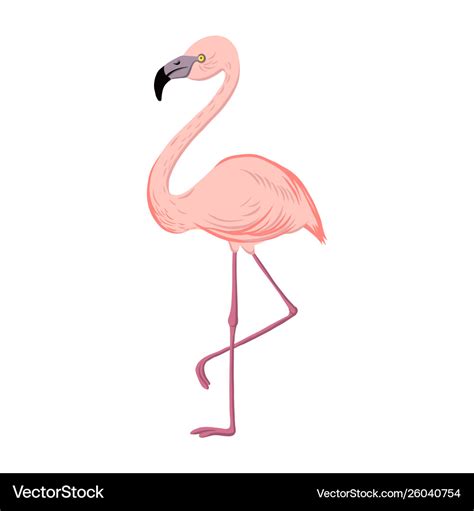 Drawing Flamingo Royalty Free Vector Image Vectorstock