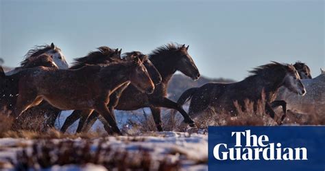 the brumby at home in australia s high country in pictures australia news the guardian