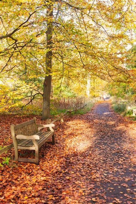 Autumn Park Bench Stock Image Image Of Leaves Peaceful 247717219
