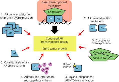 Androgen Receptor Targeted Therapies In Castrationresistant Prostate Cancer Bench To Clinic