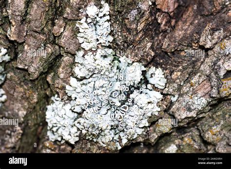 White Fungus On A Tree Trunk Stock Photo Alamy