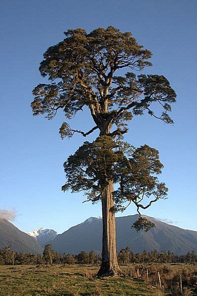 TrekNature | Matai Photo | Weird trees, Sequoia tree, Picture tree
