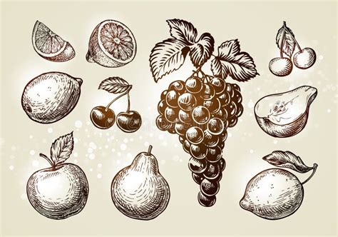 Set Fruits Sketch Hand Drawn Elements Such As Grape Lemon Cherry