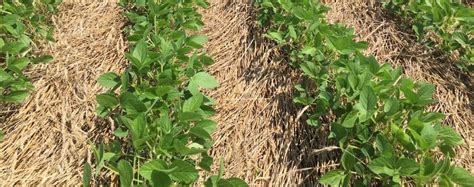 The Soybean Flowering Summer Solstice Fallacy Integrated Pest And