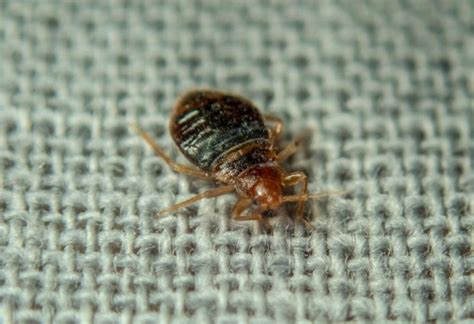Where Do Bed Bugs Come From Uncovering The Source Of Infestation