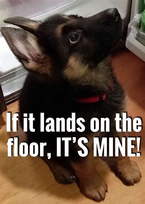 If It Lands On The Floor Its Mine German Shepherd Puppies Funny