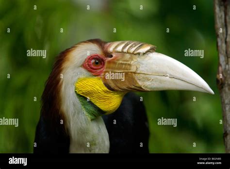 A Wild Male Wreathed Hornbill In Sabah Malaysian Borneo Stock Photo