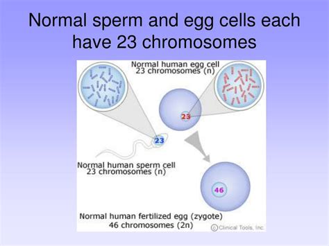 Ppt Dna Genes Chromosomes And Cells Powerpoint Presentation Free Download Id5944196