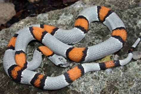 Grey Banded Kingsnake Facts And Pictures