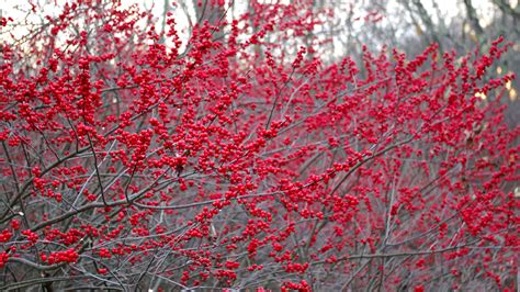 What Are The Beautiful Red Berries By The Road Land Designs