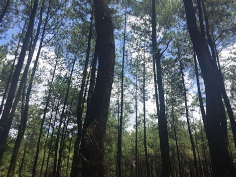 30 Gambar Pemandangan Hutan Pinus