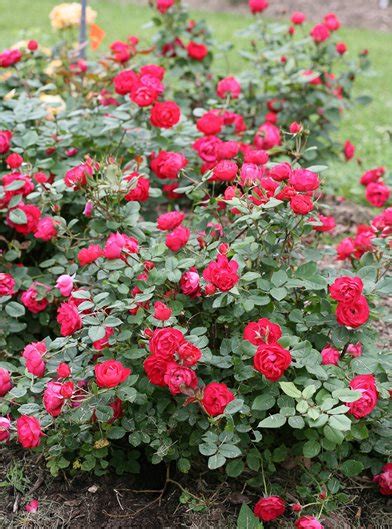When you are ready to use them for your wedding bouquets, and centerpieces remove the external petals or the guard petals from the roses which might be slightly damaged because of packaging and delivery. 14 Best Flowering Shrubs - Beautiful Bushes with Flowers ...