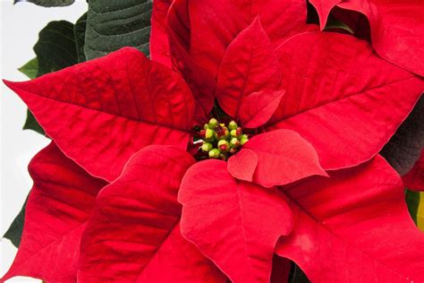Free Images Nature Leaf Petal Green Red Flora Christmas Decoration Poinsettia