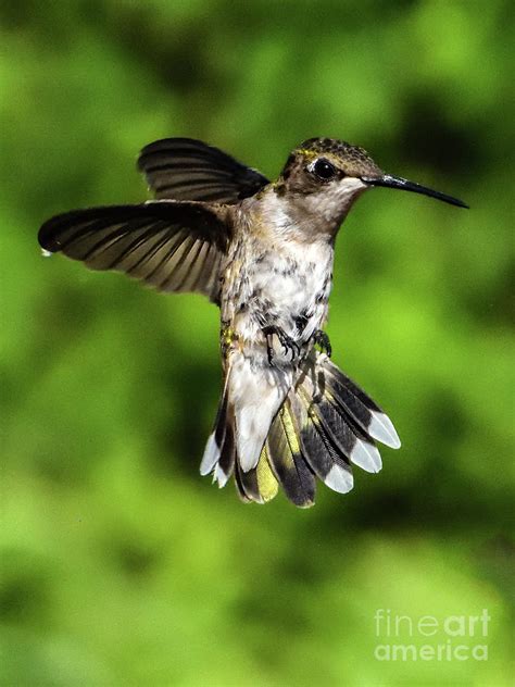 Ruby Throated Hummingbird Aerial Ballerina Photograph By Cindy Treger